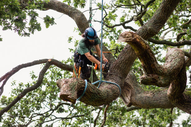 Beneath the Canopy: The Art and Importance of Professional Tree Service